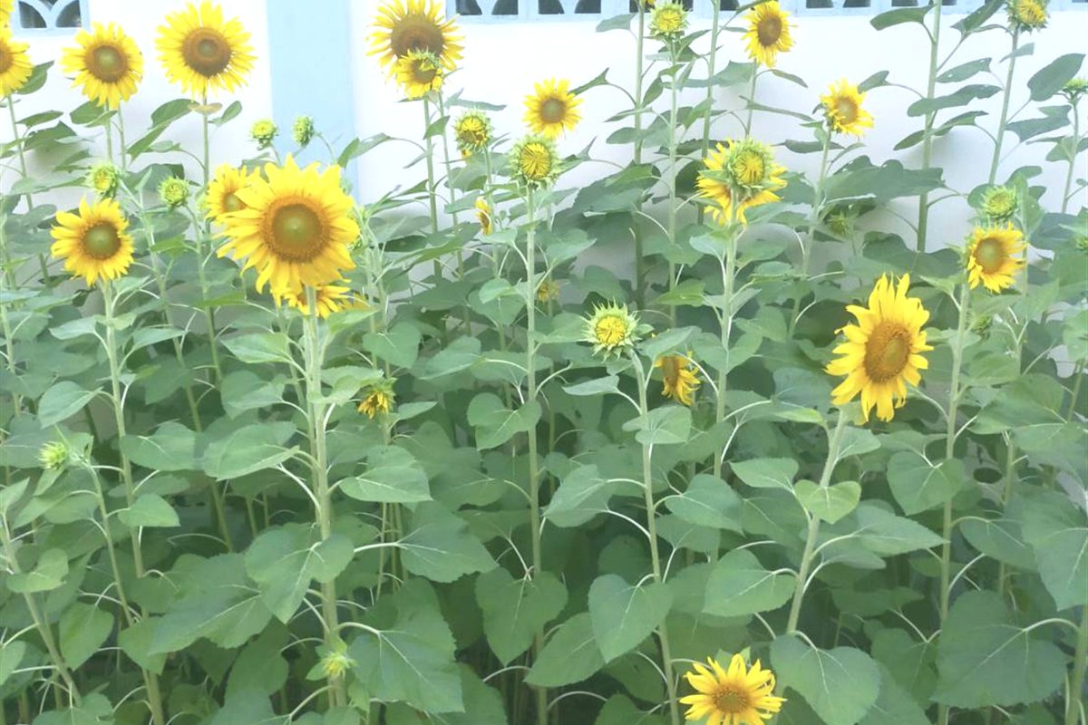สวนดอกไม้